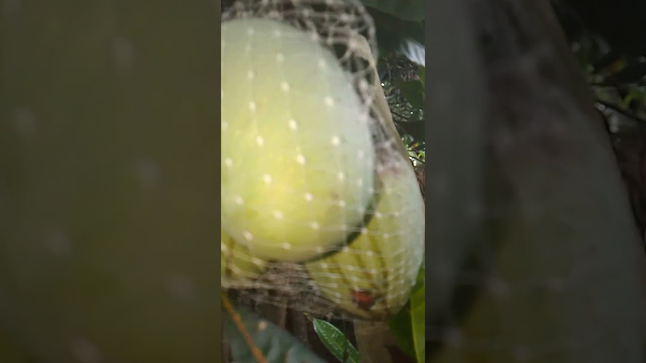 mango#Anivlog#fruits