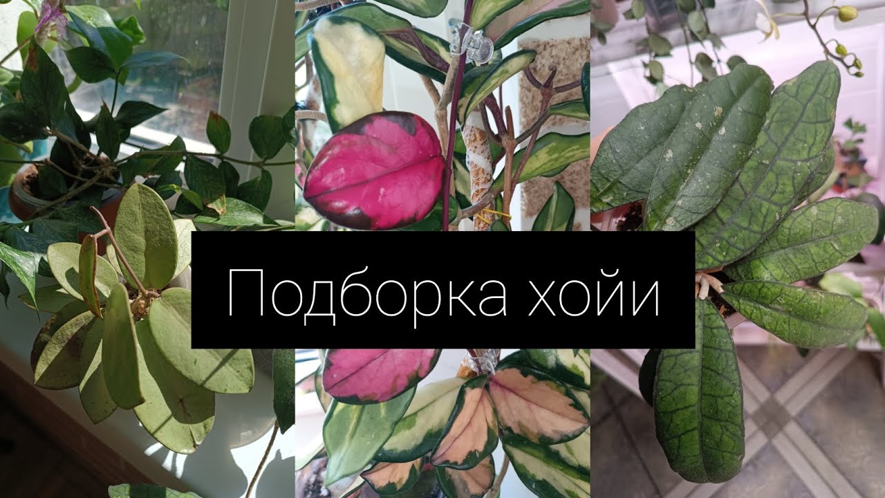 Подборка хойи 🪷🌿🪴 Hoya carnosa Tricolor Exotica // AH-30// Polyneura Broget и другие