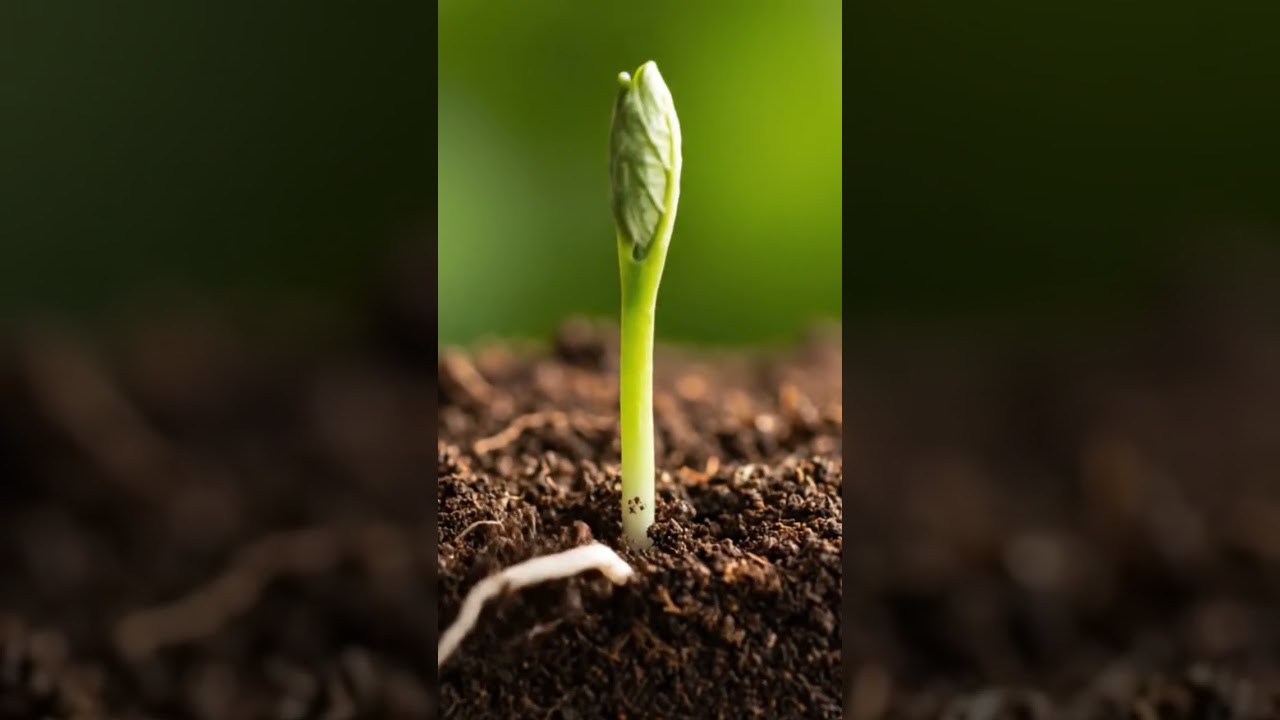 Transition of a seed to plant