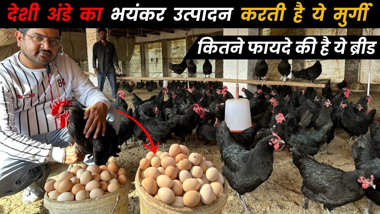 350 से भी ज्यादा अंडे देने वाली मुर्गी Black Australorp | Highest Brown Egg Production