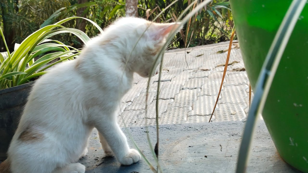 funny cats 