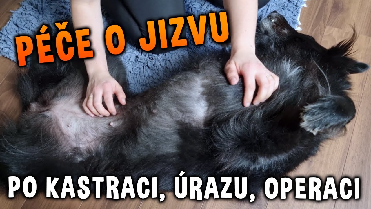 JIZVA U PSA nejen po kastraci 🐶 Jak o ni pečovat? | Část 1. | Psínovinky.cz