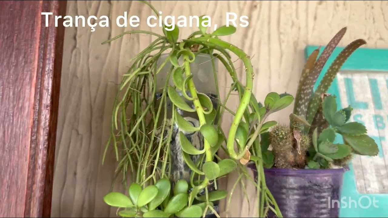  Dê nova vida às latinhas: crie um cantinho verde e sustentável com plantas incríveis!