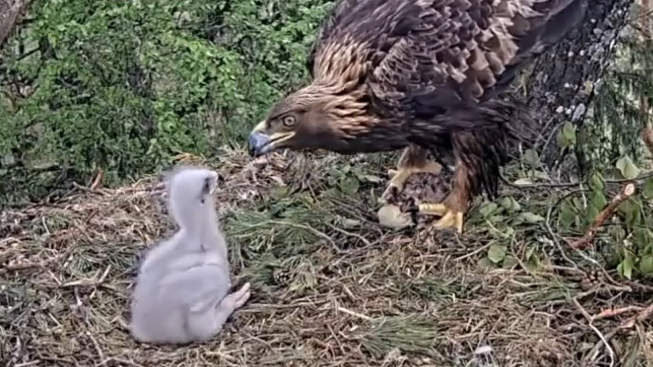 Mom feeding gosling to cute eaglet | Kaljukotkas | Golden Eagle | May 21, 26