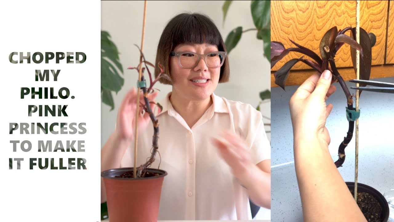Chopped My Philodendron Pink Princess To Make It Fuller (Update) | Plant Experiment Monday