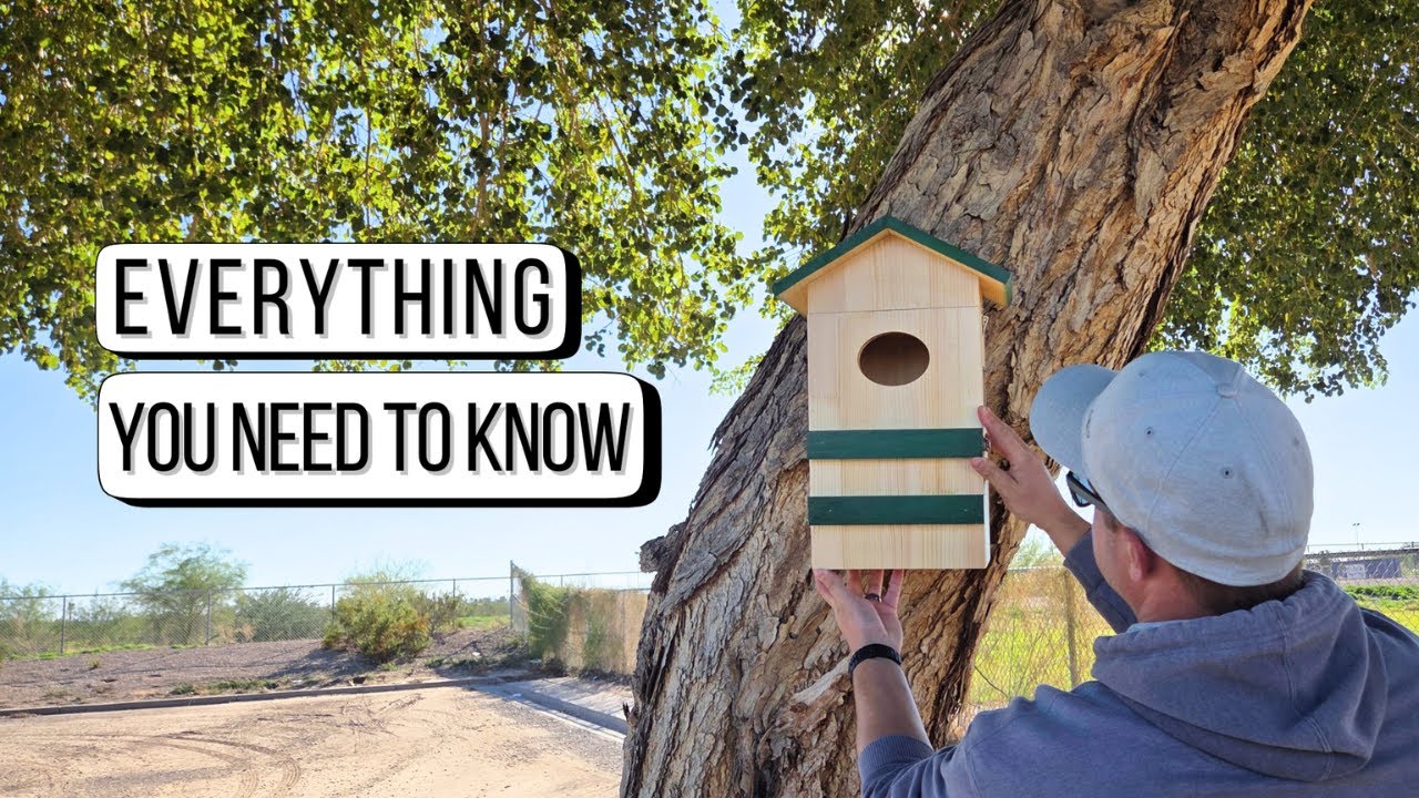BirdoorKam Owl Box With Camera Review