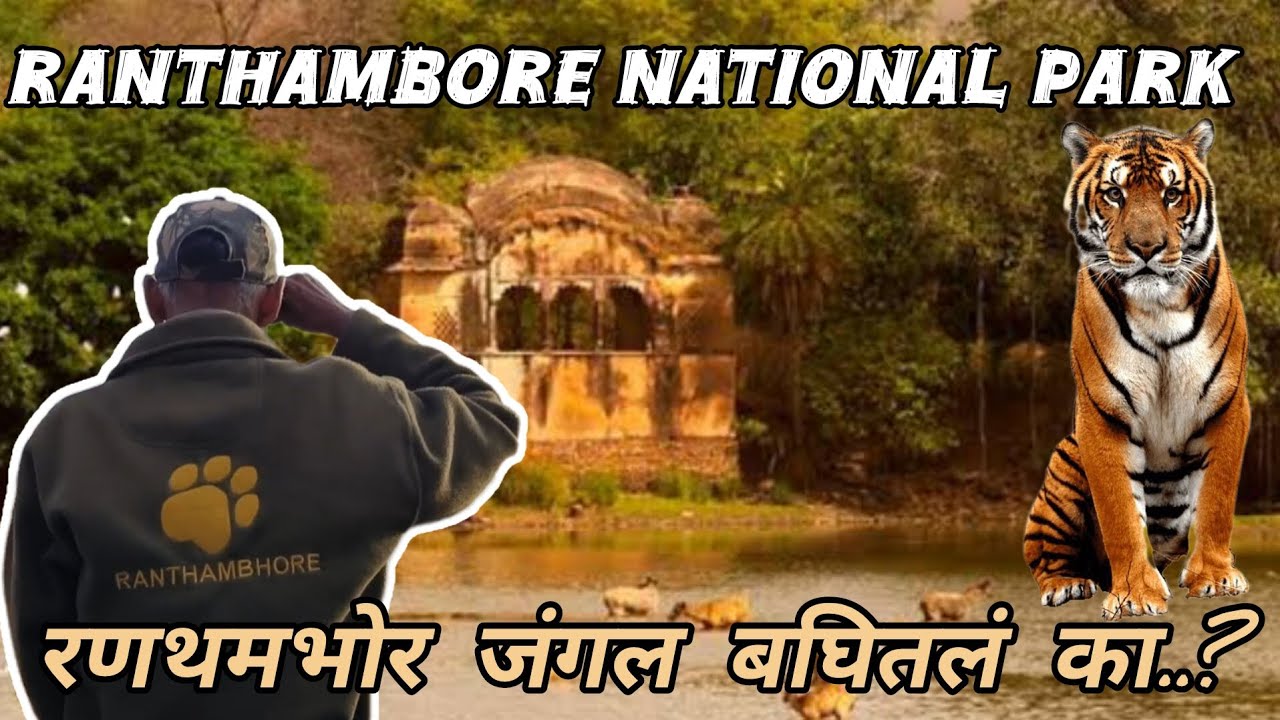 रणथमभोर चं जंगल बघितलं आहे का?( Indore trip Part:-2) #ranthambore #nationalpark #tigersighting