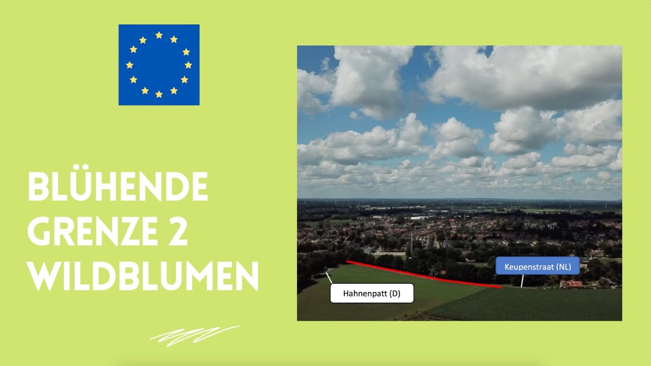 Blühende Grenze Teil 2 - Wildblumen Dinxperlo & Suderwick