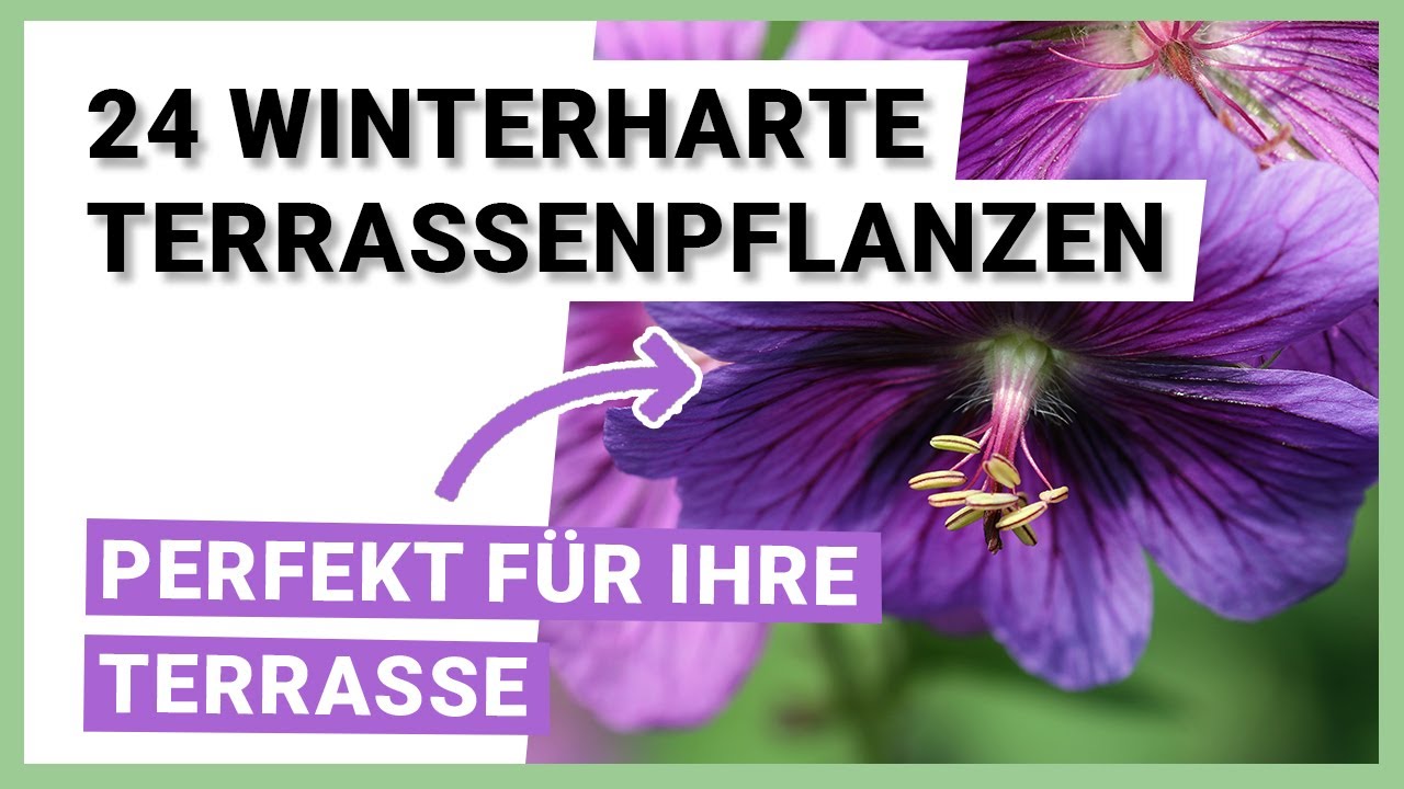 24 winterharte Terrassenpflanzen, die Sie sofort auf der Terrasse  brauchen