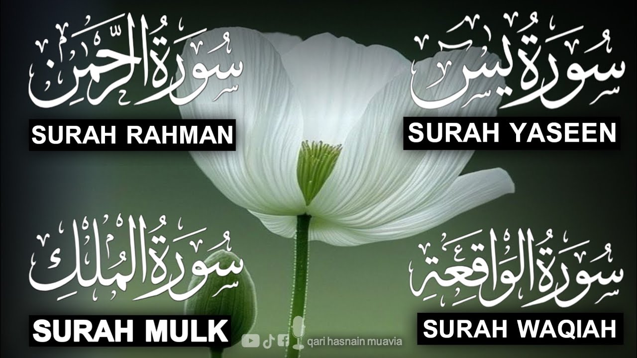 Surah Yasin ❤️ Surah Rahman , Surah Waqiah , Surah Mulk | Ep 338,یس