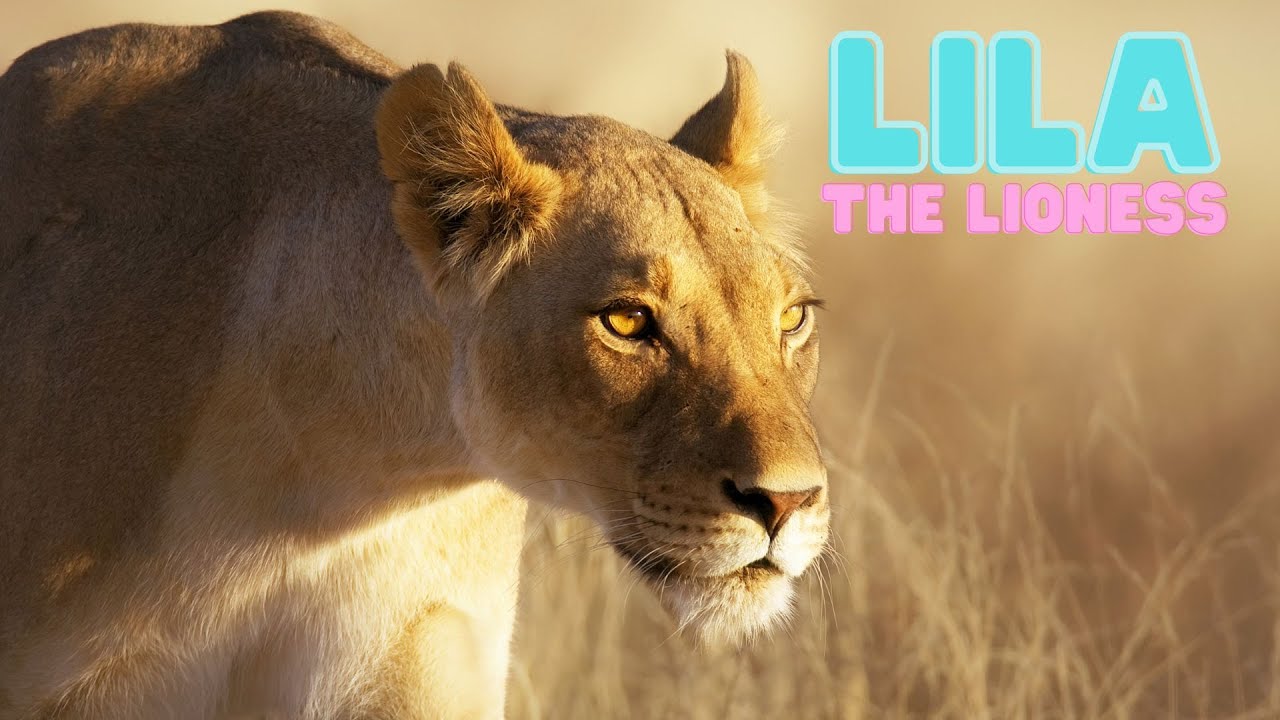 Lila the Lioness cares for her Pride