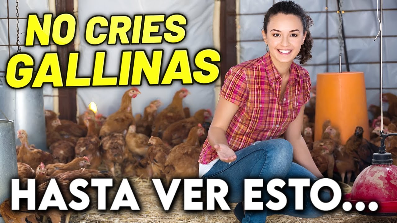 Como INICIAR un NEGOCIO de Gallinas ponedoras y ganar dinero paso a paso ¡ESTO TE VA A SORPRENDER!