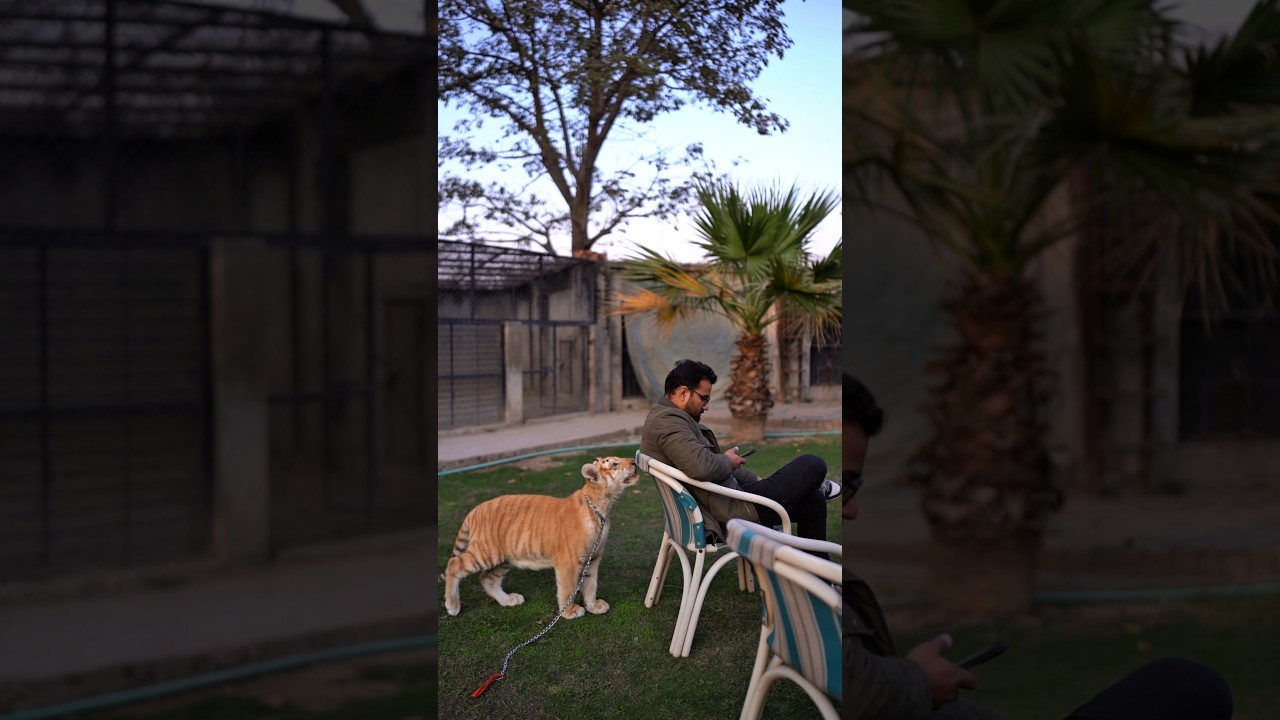 Little Taby Tiger Wants to Attacks On My Friend | Nouman Hassan