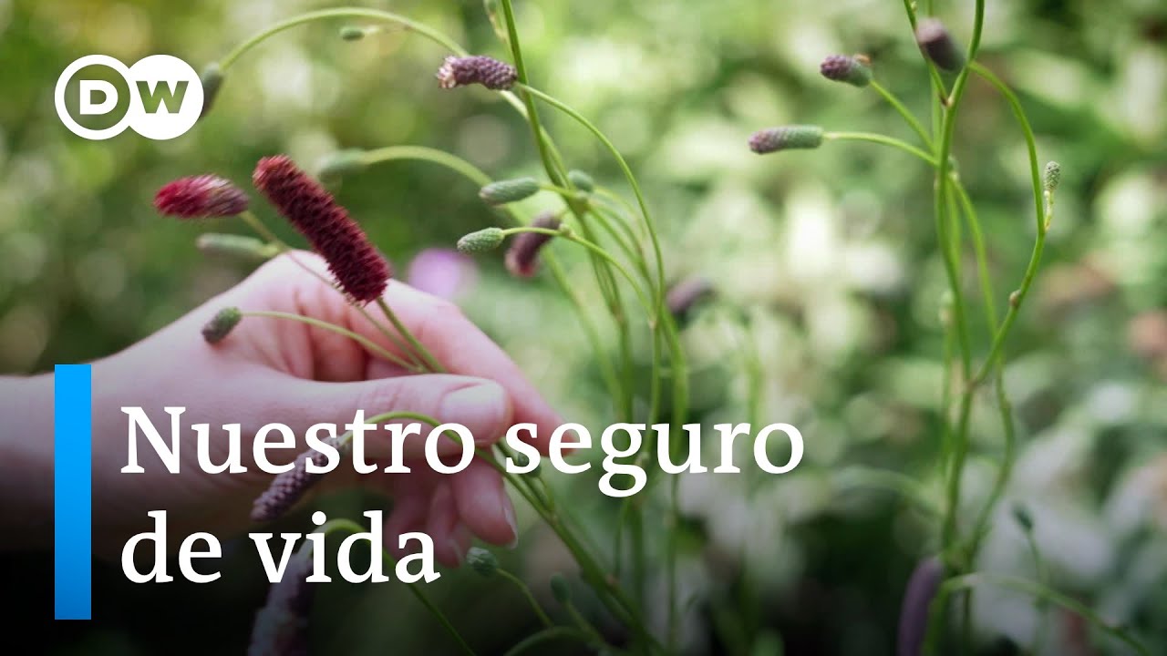 Semillas, almácigos y plantas. Programa completo