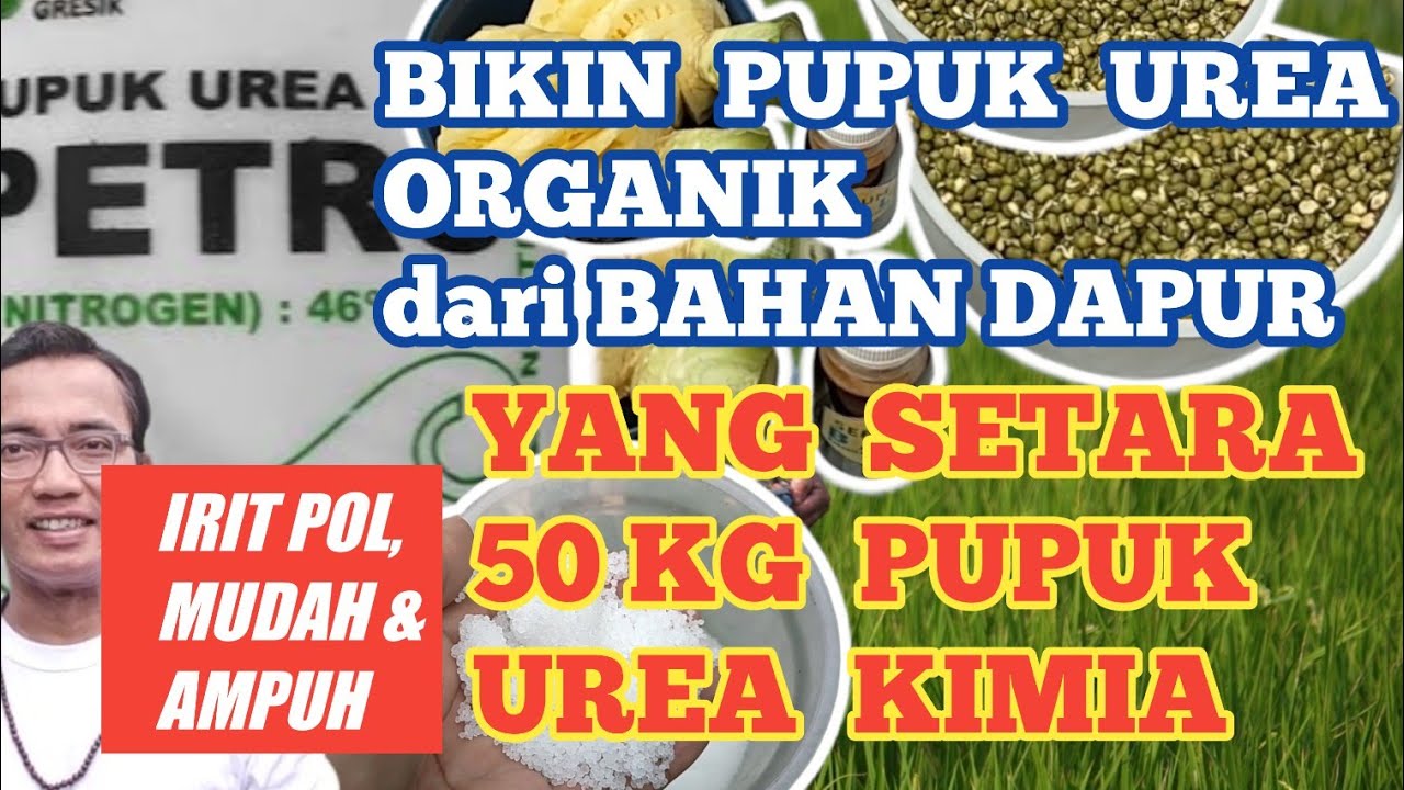 Bikin Pupuk Urea Organik Ini Setara 50 Kg Pupuk Urea Kimia