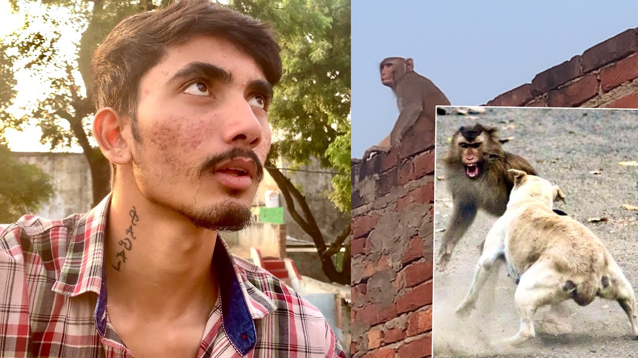 Delhi to village | Monkey dog ko pareshan kar raha 😂