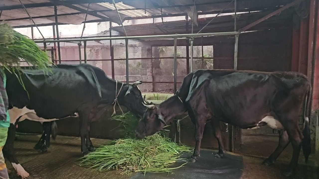 ৫৩-দুধ দোহন শেষে গাভী গরুকে কাঁচা ঘাস দেওয়া হচ্ছে!#cowfarming #cow #dairyfarming 