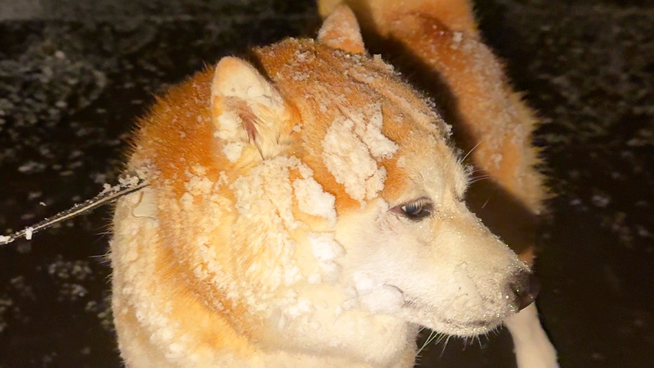 During a fierce snowstorm, Shibe bravely goes for a walk, but ends up looking like a snowman.
