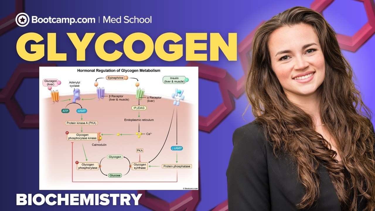 Biochemistry Chapter 8 | Glycogen: Enzymes, Hormones, and High Yield Disorders
