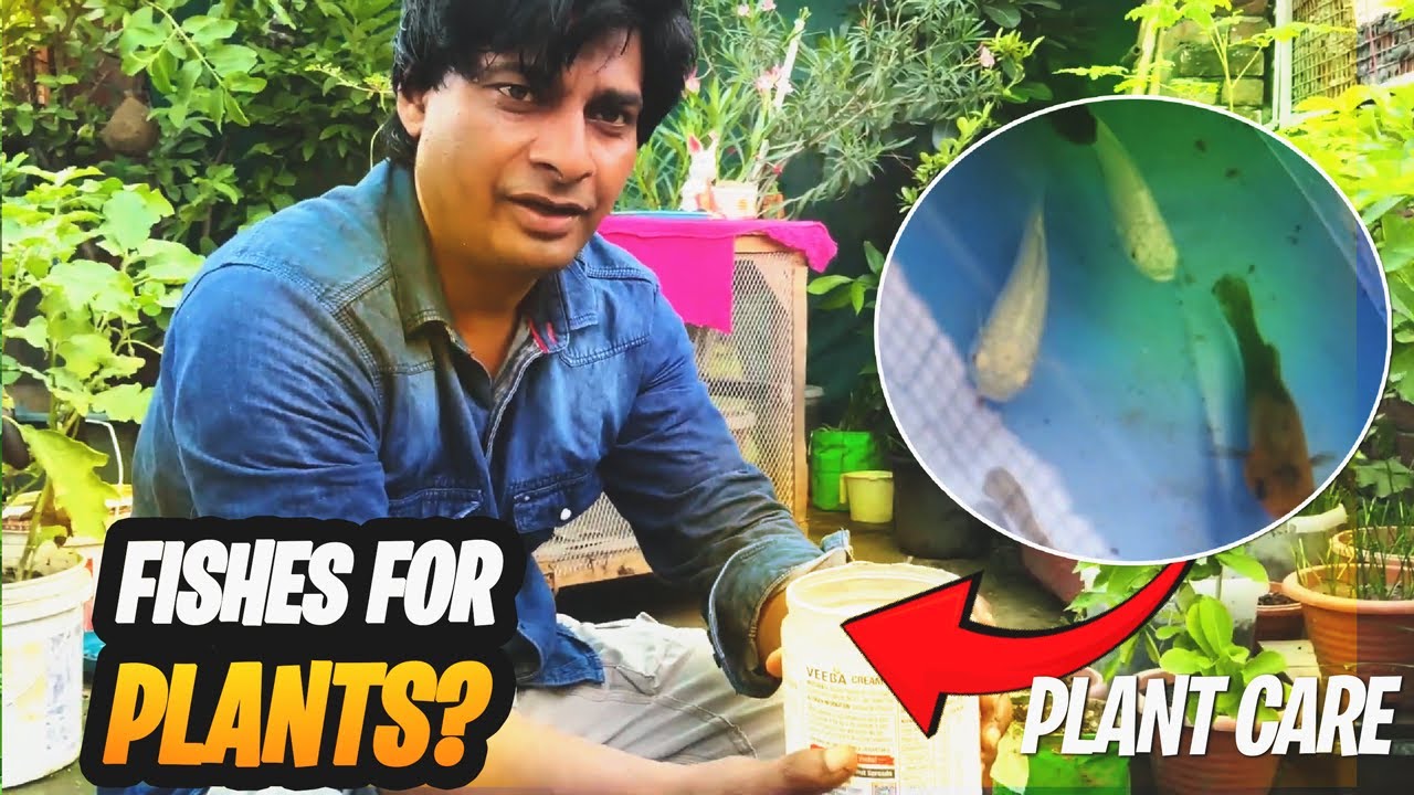 Lily Pod ke liye le aye Molly Fish | Vlog | Lotus plan at home