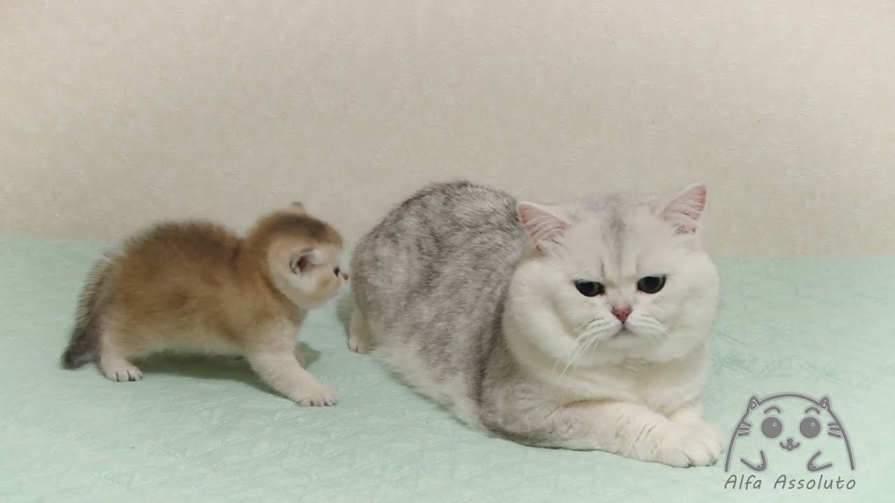 Ты мне не сын! А ты мне не отец! Знакомство кота Джоя и котенка Галилея.