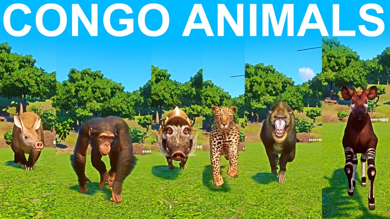 Congo Animals Speed Race in Planet Zoo included Mandrill, Okapi, African Leopard, Red River Hog