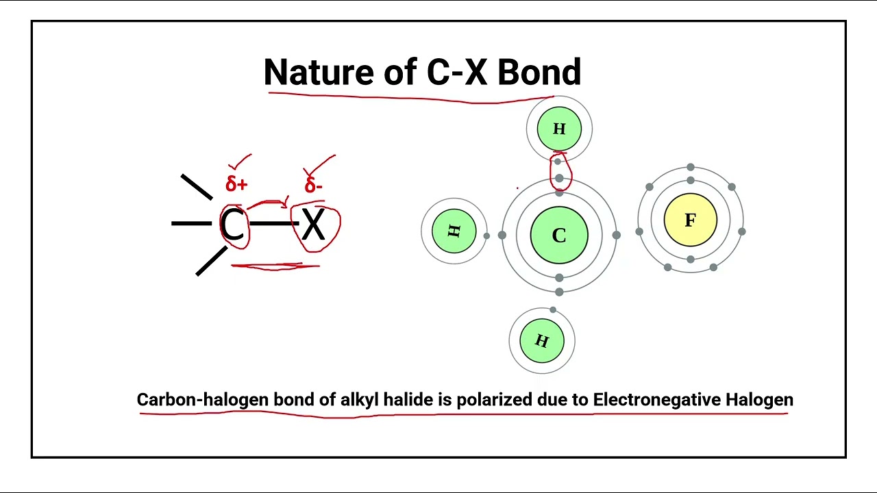Nature of C-X bond | Nature of Carbon halogen bond in haloalkanes | class 12