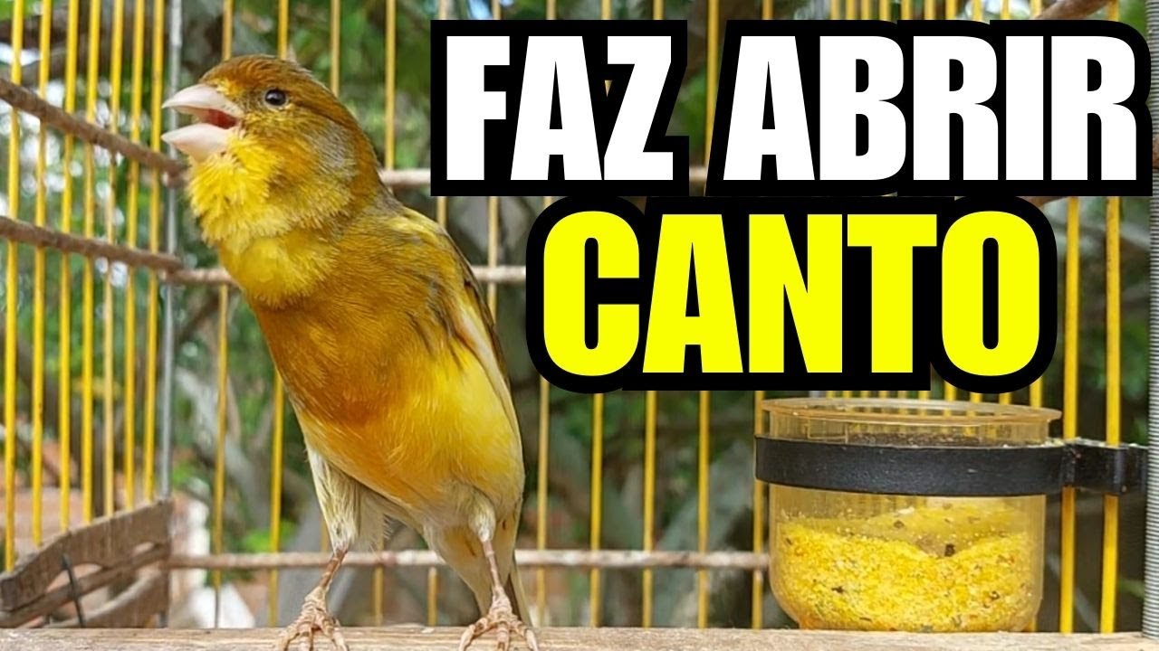 Can&aacute;rio Belga Cantando - Can&aacute;rio Parou de Cantar? Coloque Isso e Ou&ccedil;a a Melodia do Canto de Can&aacute;rio