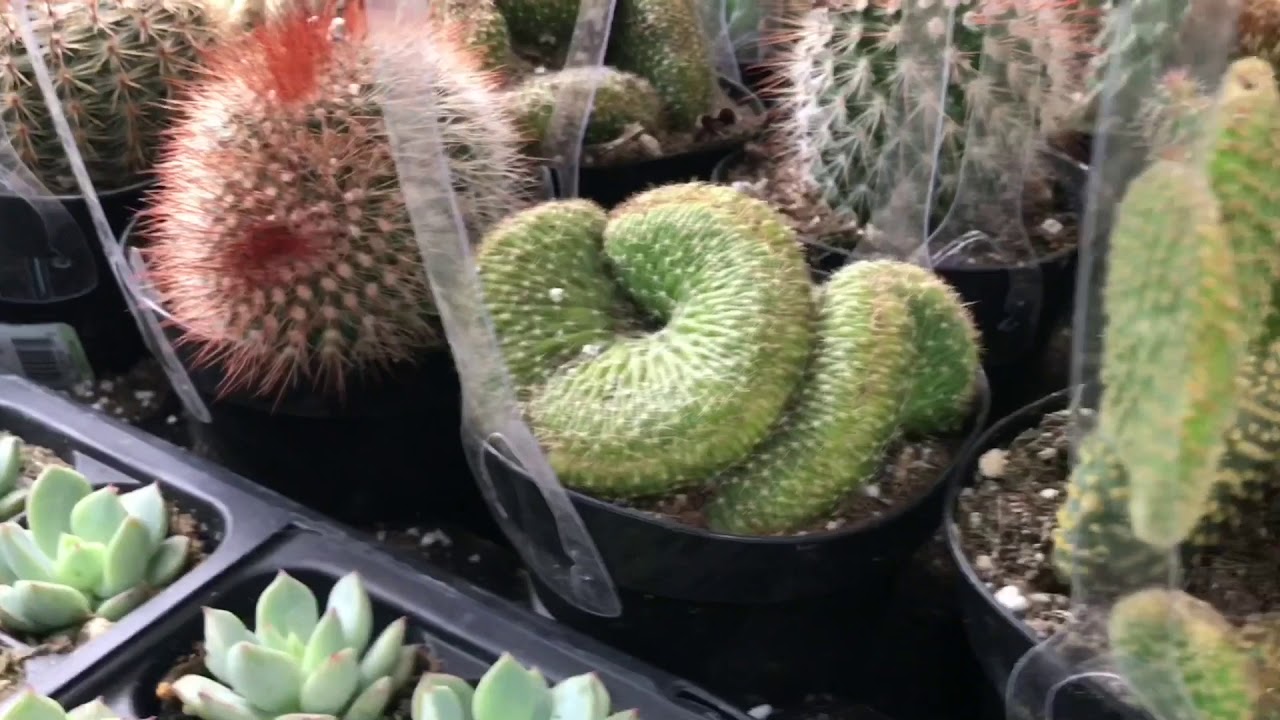Shopping for Succulents at Home Depot, Lowes and Varner's Greenhouses
