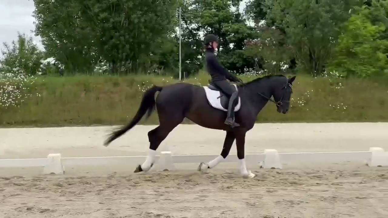 Hongre selle Fran&ccedil;ais de dressage de 4 ans &agrave; vendre