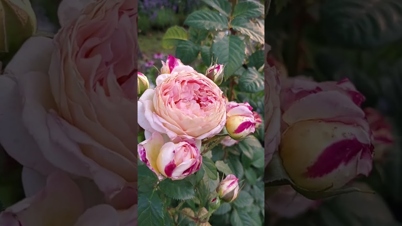 Розы ~РОЗОМАН ЖАНОН~ и ~ МОНИКА БЕЛЛУЧЧИ~ 🌹♥️🌹