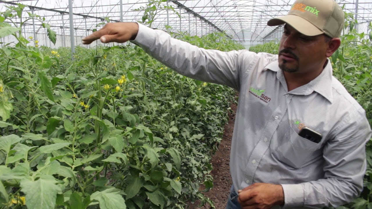 Aplicación Tomates Diatomix - Silicio Orgánico para la agricultura.