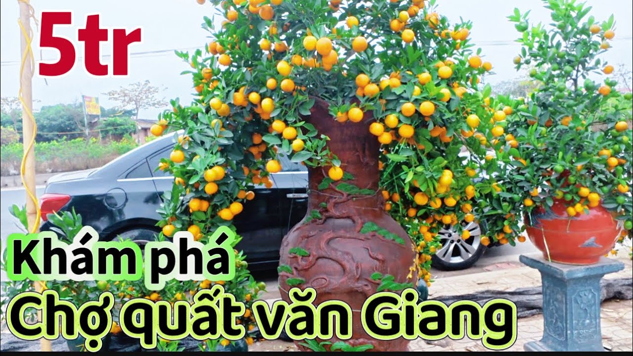 Quất Tết 2026 VĂN GIANG HƯNG YÊN 