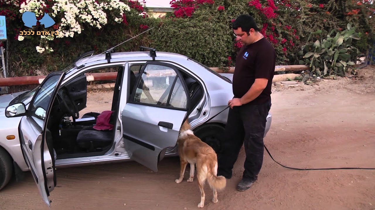 אילוף כלבים איך ללמד את הכלב להיכנס לרכב