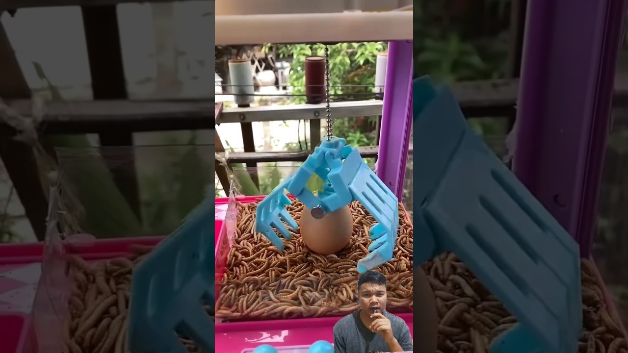 Ulat Dalam Telur⁉️deisheanddorie