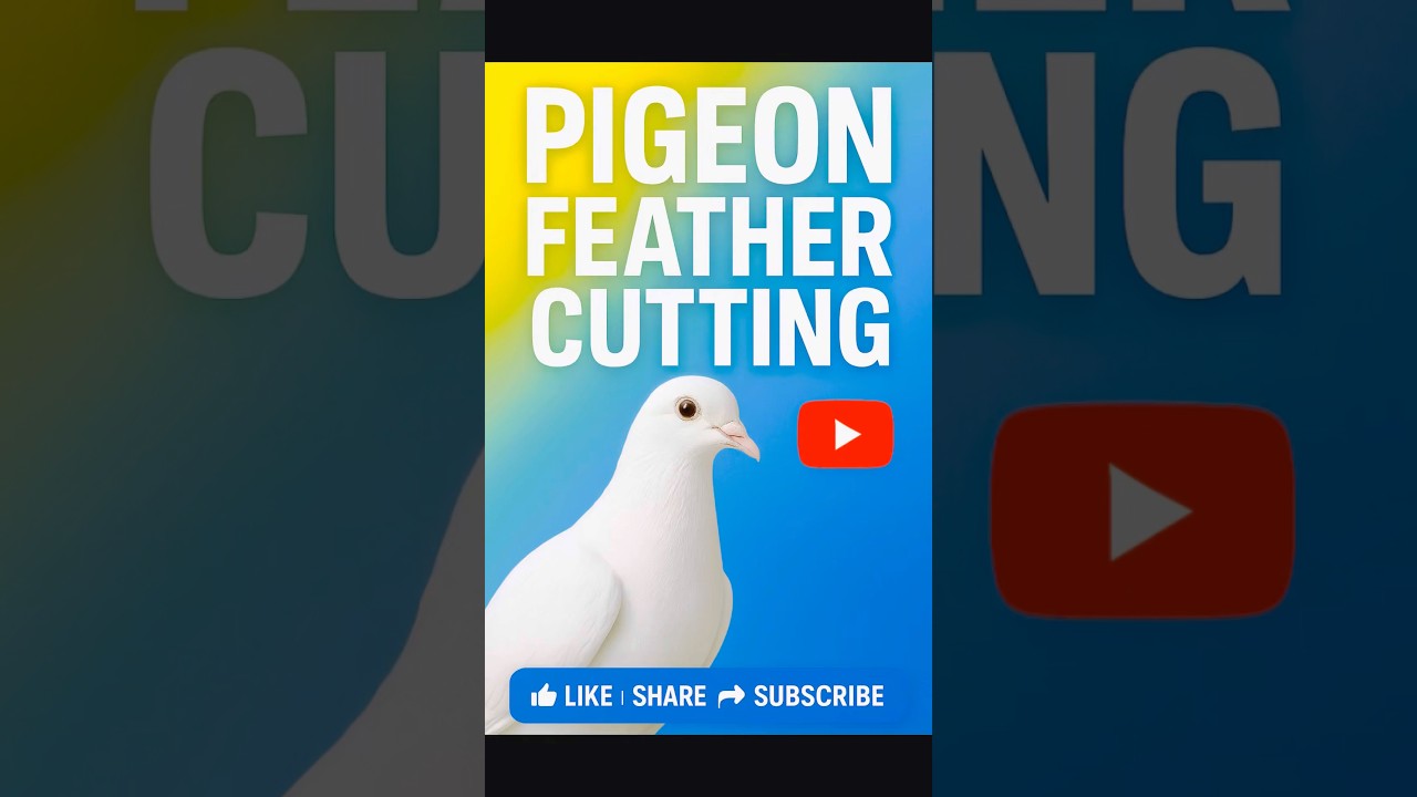 ✂️ Pigeon Feather Cutting | Proper Care Tips 🕊️ 