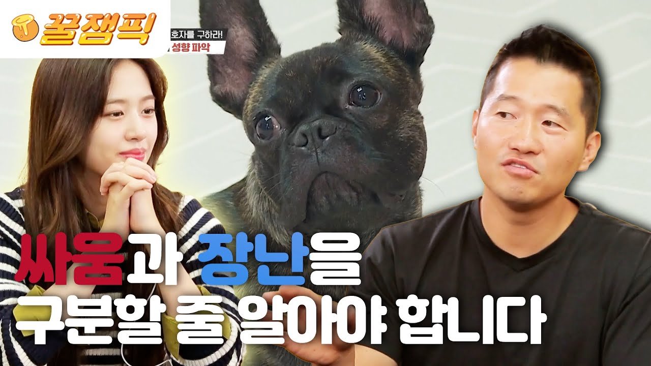 [#개는훌륭하다] 문 열자마자 바로 파악 완료! 너 장난 좋아한다면서? 프렌치 불도그 '후추' 🐶 (Feat.약간의 안유진을 곁들인)ㅣKBS 221003 방송