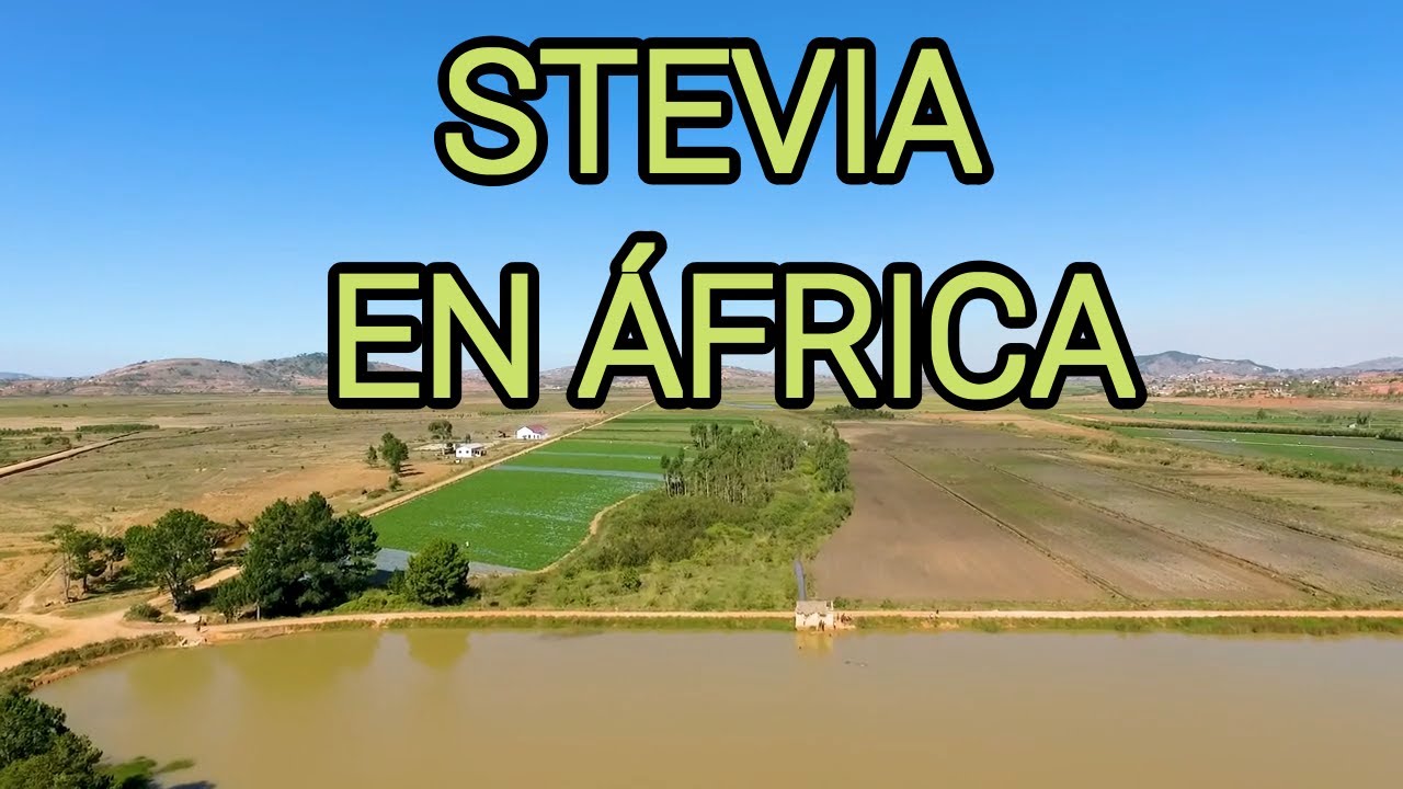 La Stevia en África