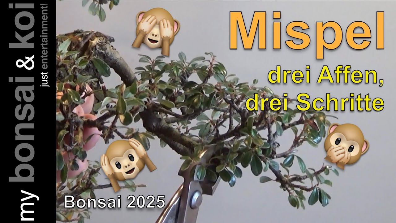 Bonsai 2025-3 - Mispel - Cotoneaster - drei Affen und drei Bearbeitungsschritte