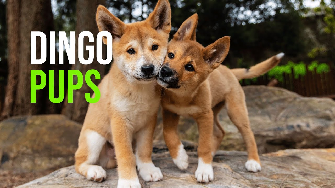 A Tail Worth Telling! Taronga’s Announces Debut Of Two Adorable Dingo Pups