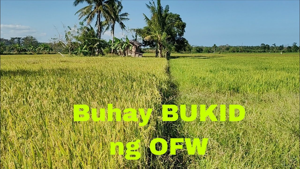 Nag DAPA ang PALAYAN sa sobrang bigat ng bunga