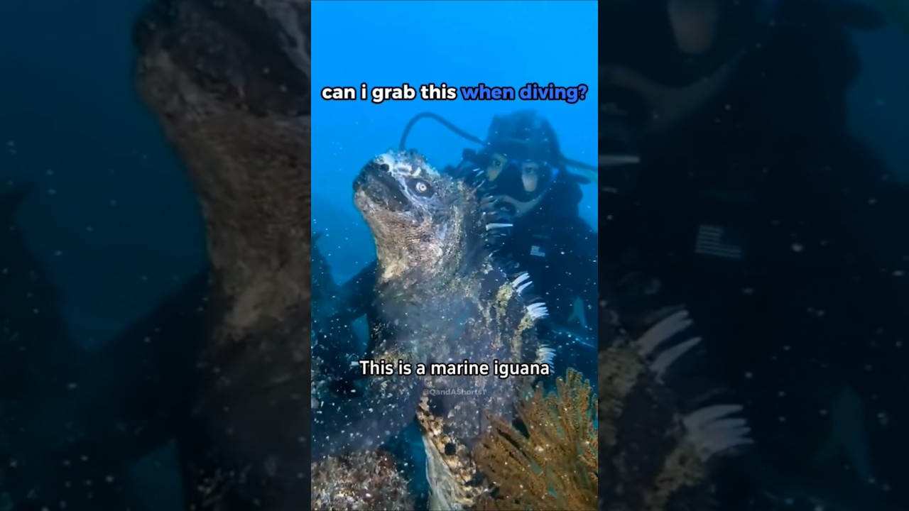 #montagem