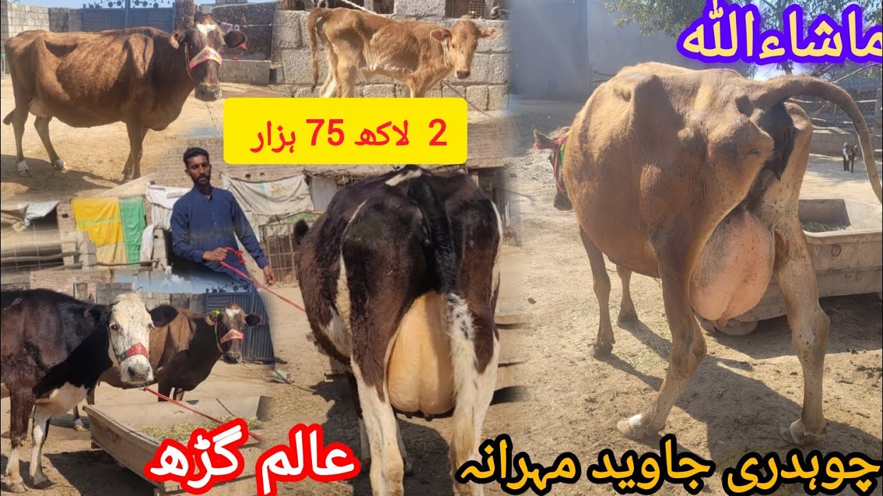 ماشاءاللہ چوہدری جاوید مہرانہ عالم گڑھ کی2خوبصورت سجر گائے برائےفروخت 14 فروری 2026 HajiArfazChannel
