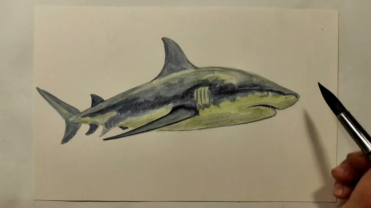 How to paint a bull shark, with waterkolors.