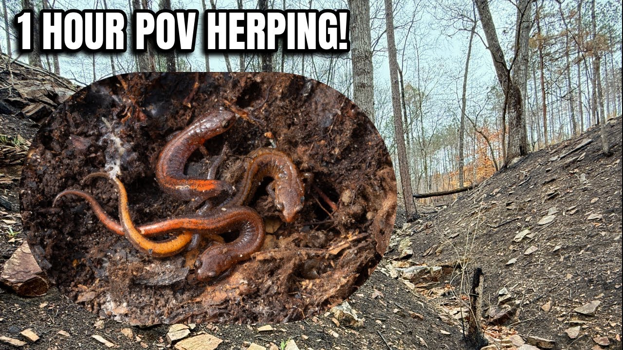 1 Hour of (Mostly) Uncut Hiking and Herping in Georgia!