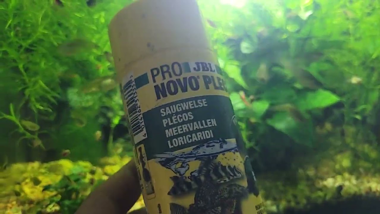 Akwarium bez podmian#231