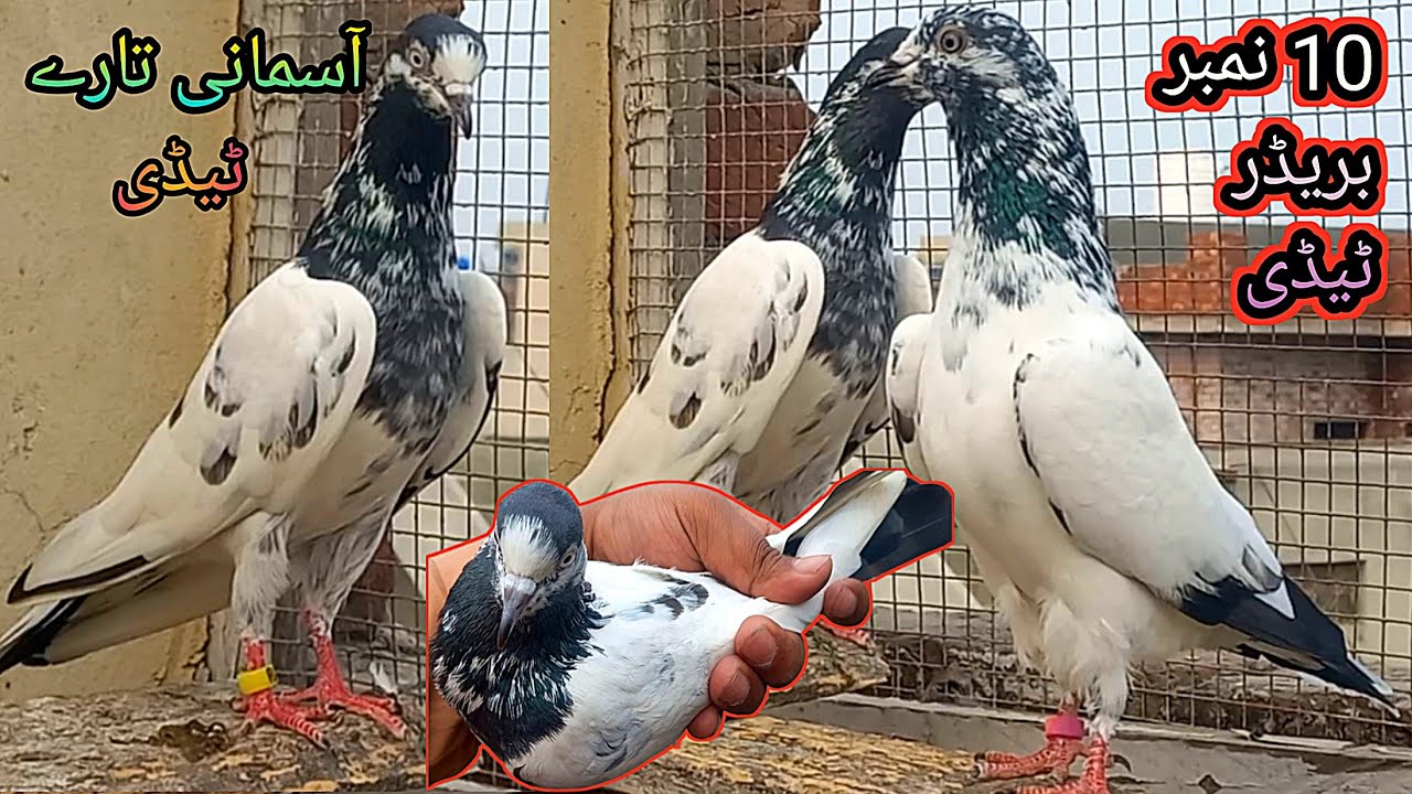 Original Teddy Aesy Hoty Hen||Rana kasuri pigeon ||03216594731whtsapp ||location kasur ||