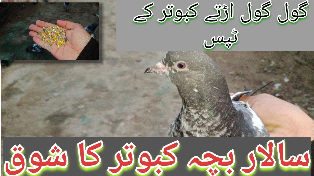 گول گول اڑتے کبوتر کے ٹپس|گول گول اڑتے کبوتر کے ٹپس|Niazipigeonclublahore 