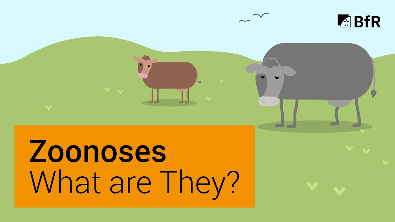 What are zoonoses?