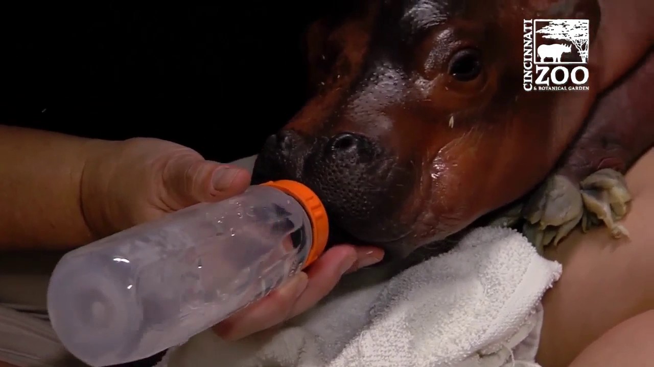 Premature hippo born at Cincinnati Zoo